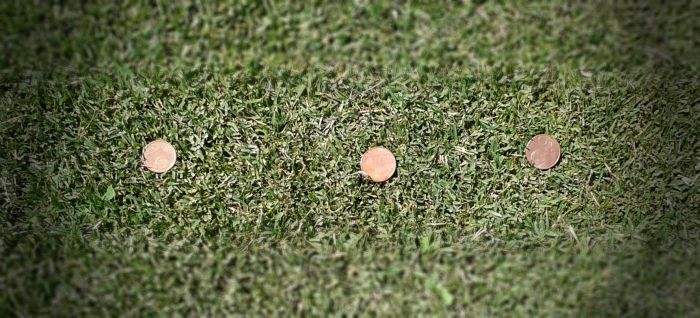 coins-in-grass-e1439492593861