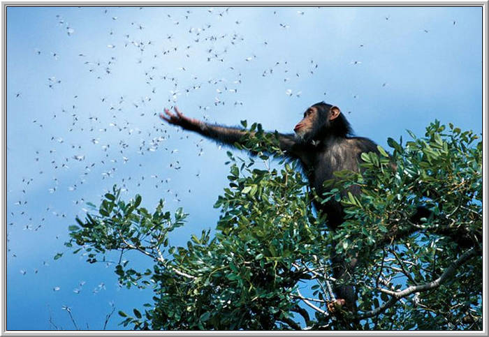 monkey-reaching