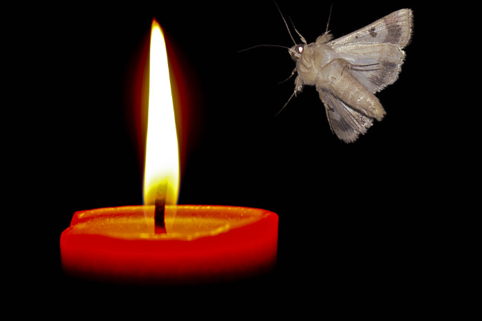 moth-to-flame - kopie